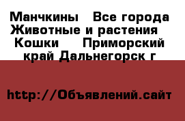 Манчкины - Все города Животные и растения » Кошки   . Приморский край,Дальнегорск г.